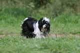 TERRIER DU TIBET 290
